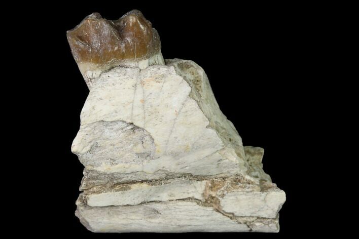 Fossil Horse (Mesohippus) Jaw Section - South Dakota #140884